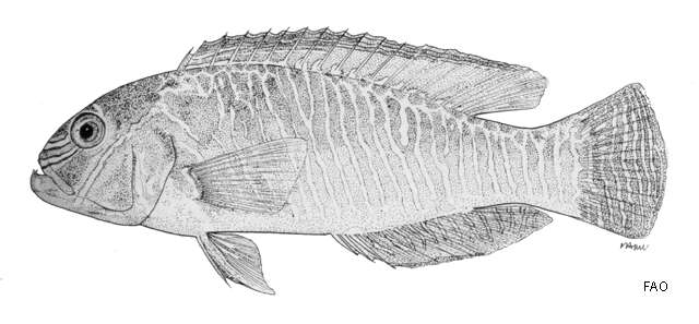 Image of Xiphocheilus