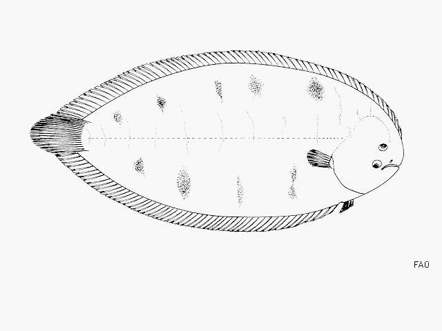 Brachirus orientalis (Bloch & Schneider 1801) resmi