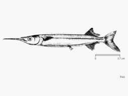 Image of Congaturi Halfbeak