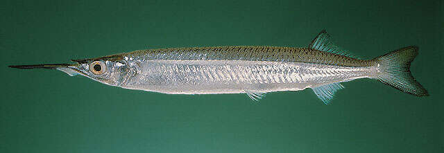 Image of Congaturi Halfbeak