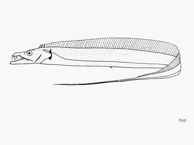 Image of Lepturacanthus