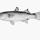 Image of Grey mullet