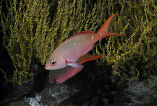 Image of Pacific Creole-fish