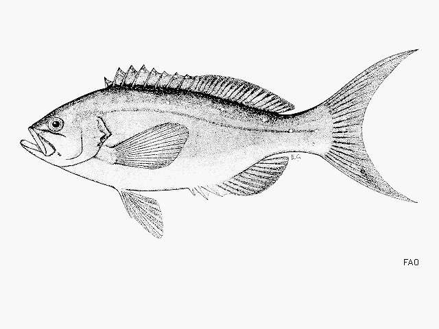 Image of Pacific Creole-fish