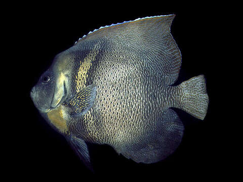 Image of Cortez Angelfish