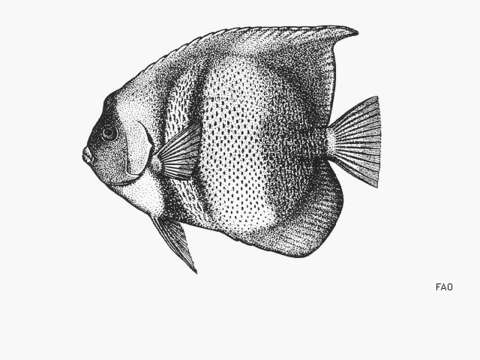 Image of Cortez Angelfish