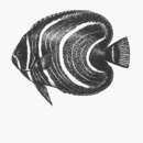 Image of Cortez Angelfish