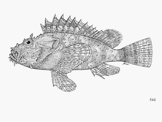 Image of Pacific Spotted Scorpionfish