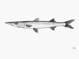 Image of Pelican barracuda