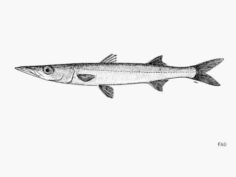 Image of Pelican barracuda