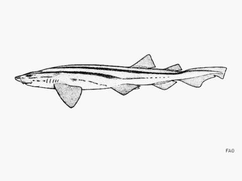 Image of Pyjama Shark