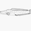 Image of Bathyclarias foveolatus (Jackson 1955)