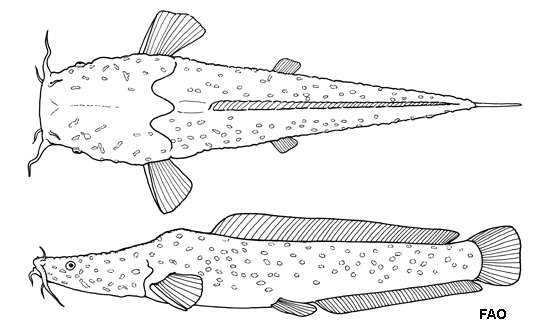 Image of Bathyclarias foveolatus (Jackson 1955)