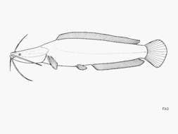 Image of Bathyclarias nyasensis (Worthington 1933)