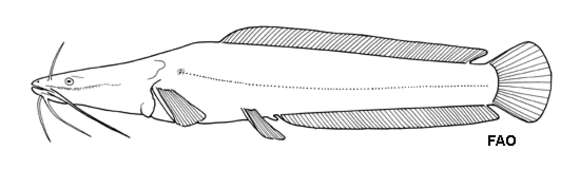 Image of Bathyclarias nyasensis (Worthington 1933)