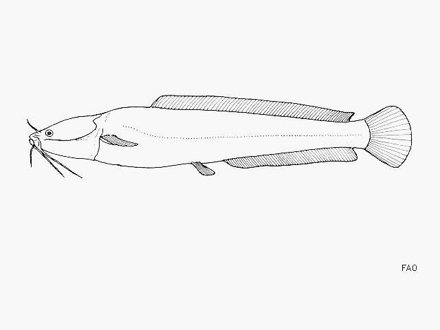 Image of Bathyclarias rotundifrons Jackson 1959