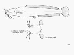 Image of Bathyclarias rotundifrons Jackson 1959