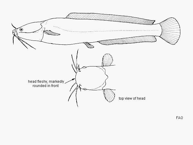 Image of Bathyclarias rotundifrons Jackson 1959