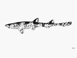 Слика од Schroederichthys chilensis (Guichenot 1848)