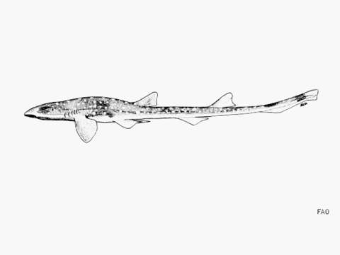 Image of Narrowtail Catshark