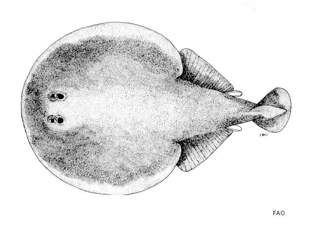 Image of finless sleeper ray