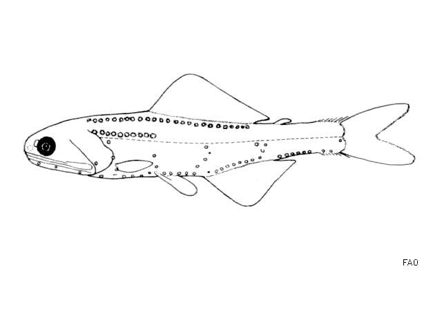 Слика од Notoscopelus elongatus (Costa 1844)