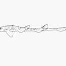 Image of Slender Catshark