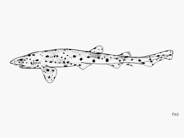 Image of Polka-dot cat shark