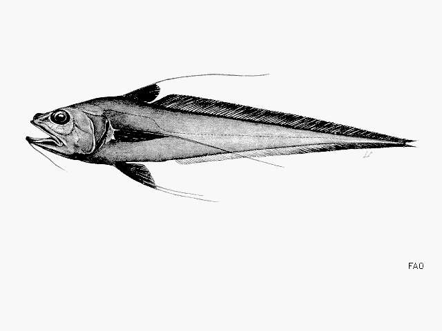 Image of Bathygadidae