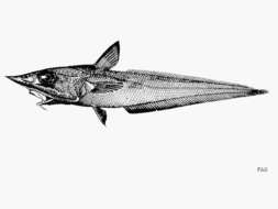 Image de Coelorinchus formosanus Okamura 1963