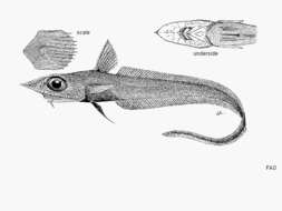 Image of Notable whiptail
