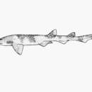 Image of Dogfish
