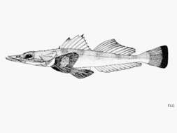 Image of Kumococius