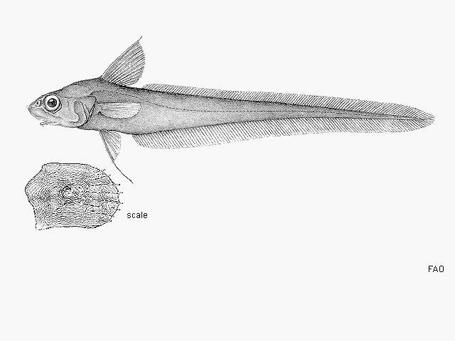 Слика од Coryphaenoides cinereus (Gilbert 1896)