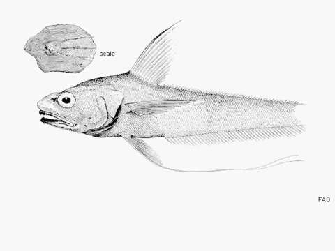 Image of Longfin grenadier