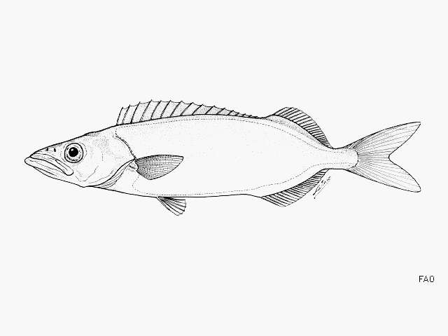 Image of American sackfish