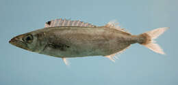Image of American sackfish