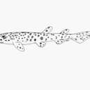 Image of Brownspotted catshark