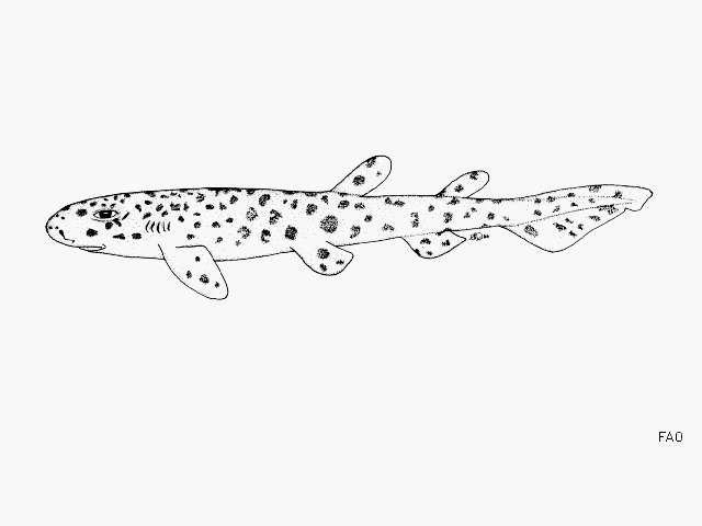 Image of Brownspotted catshark