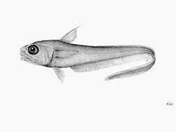 Image of Lepidorhynchus