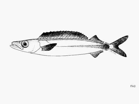 Image of Long-finned escolar
