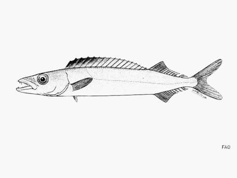 Image of Short-lined escolar