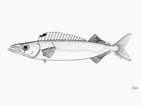Image of Silver gemfish