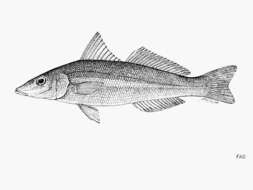 Image of Golden lined whiting