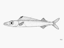 Image of Rexichthys