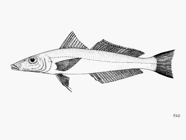 Image of Asian whiting