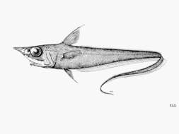 Image of Mataeocephalus