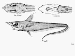 Image of Mataeocephalus