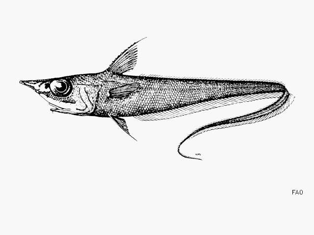 Image of Mataeocephalus