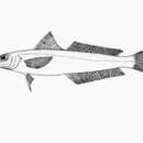 Image of Boutan's whiting